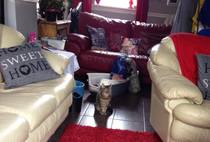 So excited..getting ANOTHER cat tomorrow!!