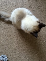 Ragdoll owners - can you help? Vet says my cat is overweight
