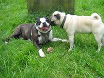 Coping with death of DDog and what to do with his things