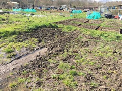 Allotment/Veg Patch Thread 5 - The Diggers Rest !