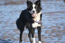 Want to play "Guess the breed"?
