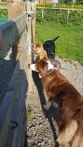 Walking reactive dogs