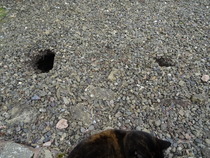 Zombie Continues Her Shuffle Into Spring