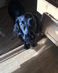 Golden Retriever or...?