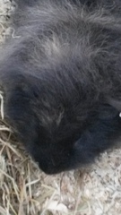 Help me convince DH we need some piggies