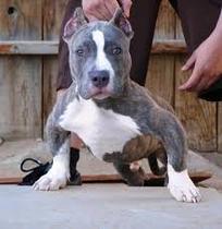 To return puppy to breeder?