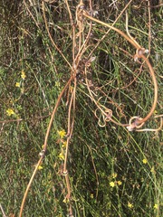 Climbers - what do I do when don't know what they are?