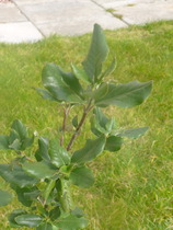 Are you able to identify these plants?