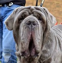 To return puppy to breeder?