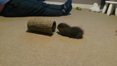 Help me convince DH we need some piggies