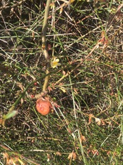 Climbers - what do I do when don't know what they are?