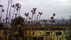 Plant identification