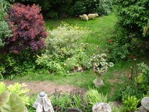 Dogs.......and replacing area of lawn!