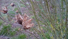 Plant identification
