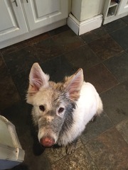 anyone else got a massive puppy that is just a dick head?