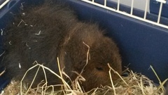 Help me convince DH we need some piggies