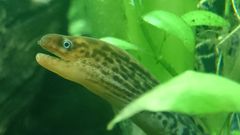 450L Tropical Tank