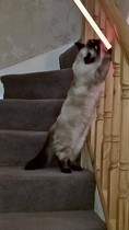 Ragdoll owners - can you help? Vet says my cat is overweight