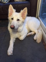 anyone else got a massive puppy that is just a dick head?