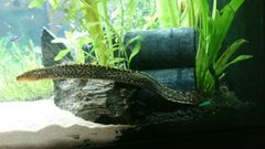 450L Tropical Tank