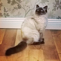 Ragdoll owners - can you help? Vet says my cat is overweight