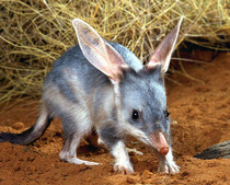 AIBU to want the Easter Bunny to F*#k off?
