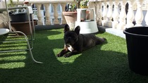 Coping with death of DDog and what to do with his things