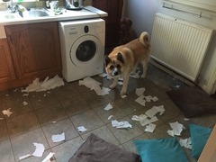 anyone else got a massive puppy that is just a dick head?