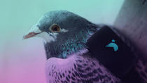 Click here if you're interested in either PIGEONS IN VESTS or air pollution!