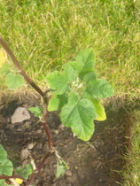Are you able to identify these plants?