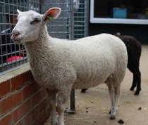 Sheepscapes - new free family events this Spring