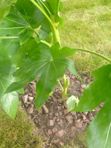 Are you able to identify these plants?