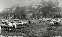 Sheepscapes - new free family events this Spring
