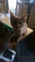 She's a boy isn't she...... (pic of kitten's bits)