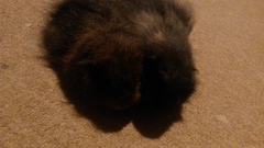 Help me convince DH we need some piggies