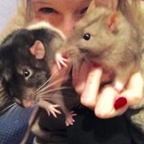 Fattie Ratties!!