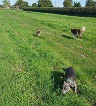Walking reactive dogs