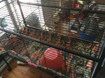 Eek! I've pimped the GP cage and Harry's not happy! Plus now I see how small it is (photo)..what to do?