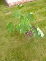 Are you able to identify these plants?