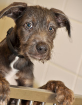 To return puppy to breeder?