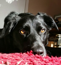 July 2016 (7) We're halfway to meeting our little bubs