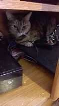 So excited..getting ANOTHER cat tomorrow!!