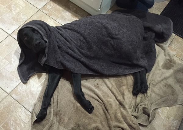 ...to think clean floors and dogs are incompatible?