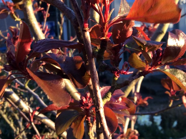 Help naming a tree please