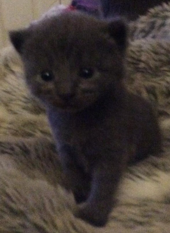 hints and tips gratefully received! getting a kitten hopefully.