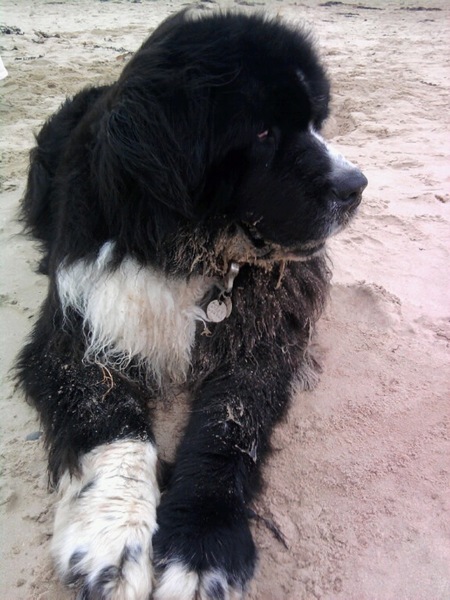...to think clean floors and dogs are incompatible?