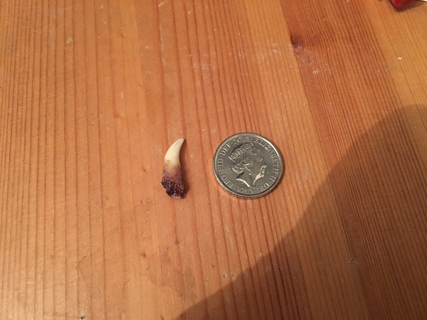 Cat tooth