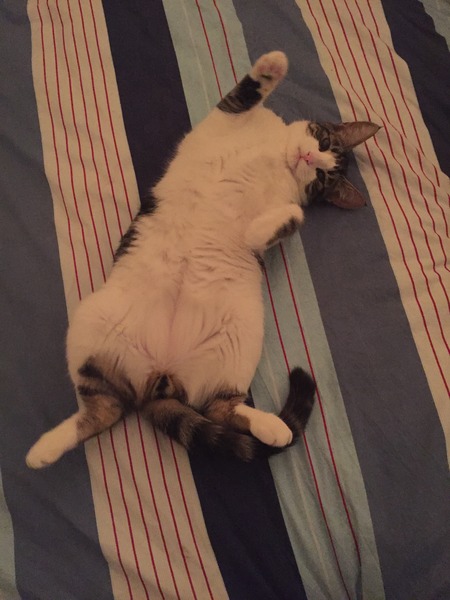 rescue kitten - look at my beauty!