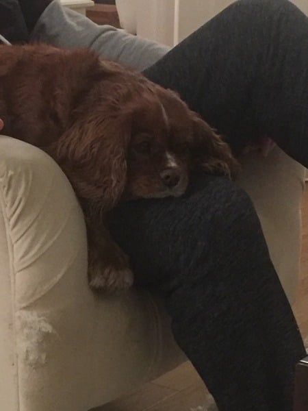 To think that shops and pubs are no place for dogs?