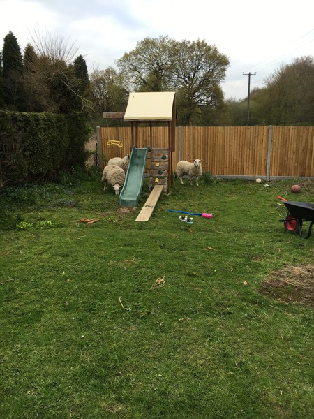Allotment/Veg Patch Thread 5 - The Diggers Rest !
